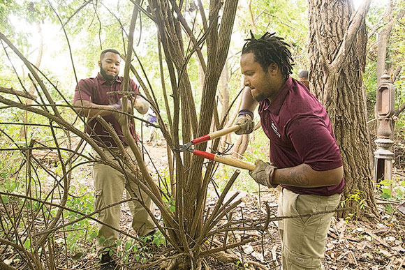 Adonis Santos and Malik Hough use tools to pare the branches of an invasive honeysuckle bush