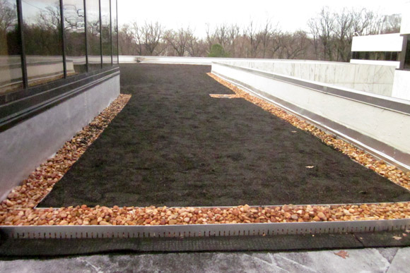 The early stages of the green roof